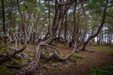 Obraz premium Trollwald auf Öland in Schweden