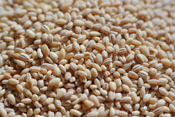 Barley grains close-up shooting