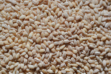 Barley grains close-up shooting