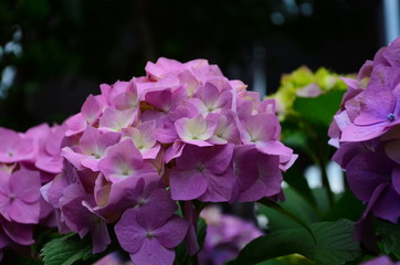 beautiful hydrangea flowers on a bush close up