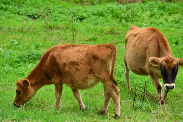 Jersey Cow, U.K. Young cattle in Autumn.