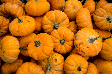 bright pumpkins for Halloween on the farm