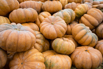 bright pumpkins for Halloween on the farm