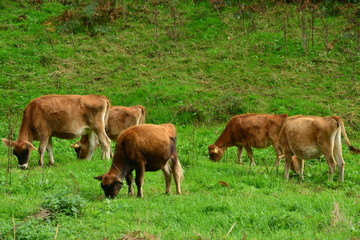 Naklejka na ściany i meble Jersey Cattle, U.K. Herd of cows in Autumn.