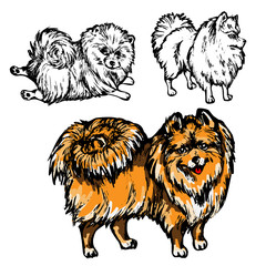 sketch of a dog in different poses breed Pomeranian