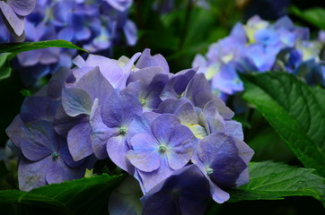 beautiful hydrangea flowers on a bush close up