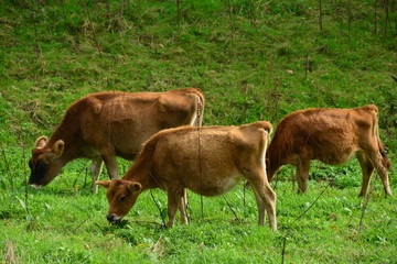 Jersey Cows, U.K. Herd of Cattle.