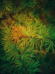 Naklejka na ściany i meble Yellowing needles of larch closeup. Autumn concept. Background bright natural image.