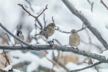 Natural background with many small funny birds sparrows and Chicks sitting on a branch in a winter garden