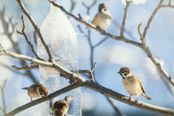 Natural background with many small funny birds sparrows and Chicks sitting on a branch in a winter garden