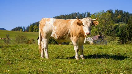 Fototapeta na wymiar ein braun weißer Bulle auf einer Weide in der Steiermark