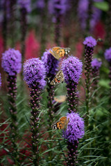 Motyle zbierają nektar z kwiatów