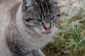 cat on grass