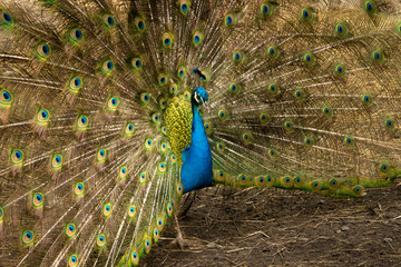 Obraz premium paon 2