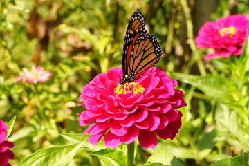 Monarch Butterfly on a Flower