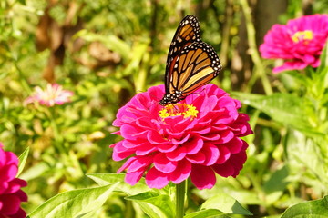 Monarch Butterfly on a Flower