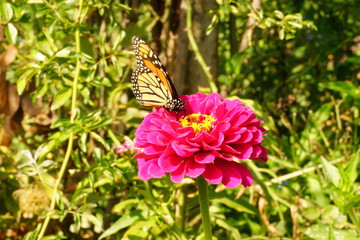 Monarch Butterfly on a Flower