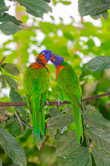  coconut lorikeet pair, (Trichoglossus haematodus), by cleaning time on a stem, with green vegetation background