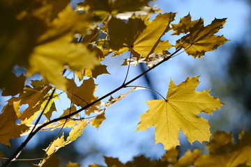 Fototapeta na wymiar yellow leaves maple against the blue sky. autumn