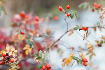 wild rosehips in nature, beautiful background