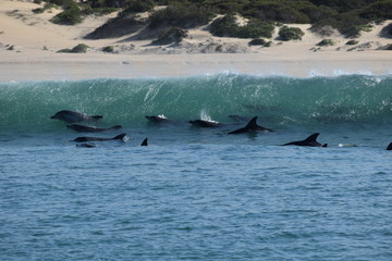 Fototapeta premium Dolphins in the surf