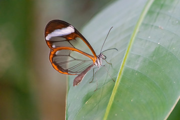 glasswing butterfly (greta oto), on a green leaf, with green jungle vegetation background