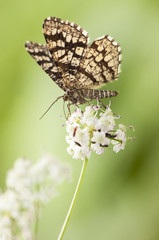 Chiasmia clathrata The latticed heath small daytime moth with checkered appearance