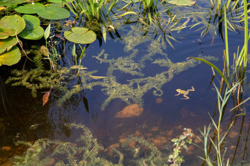 Small pond and frog, surrounded with plants
