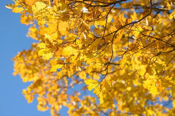Beautiful colorful leaves in autumn forest. Red, orange, yellow, green and brown autumn leaves. Oak foliage. Seasonal background.