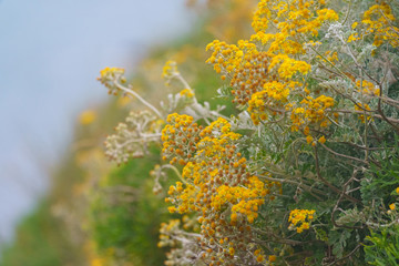 Photography of yellow flowers pattern. Bright autumn background. Autumn concepts. Flowers will just bloom and wither.