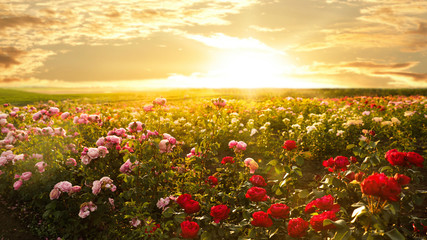 Fototapeta na wymiar Bushes with beautiful roses outdoors on sunny day