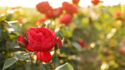 Beautiful roses in blooming garden on sunny day