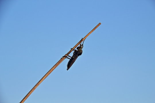 schwarzer Weichk&auml;fer an Schlifhalm 2