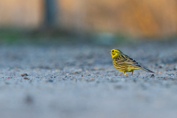 yellowhammer in the last rays of the sun to ride on the road