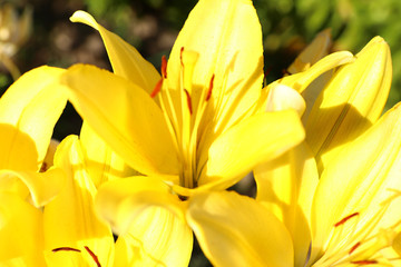 Beautiful bright yellow lilies growing at flower field, closeup
