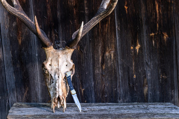 Deer skull and hunting knife. Skull of a deer and horns.