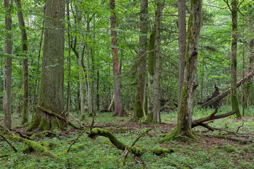 Fototapeta na wymiar Springtime deciduous stand with old oaks