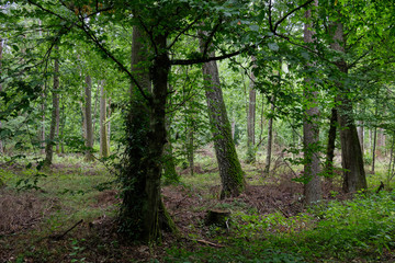 Fototapeta premium Springtime deciduous stand with old alder trees