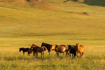 Fototapeta na wymiar Herd of horses on pasture at sunset in Mongolia
