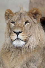 Beautiful lion portrait close up