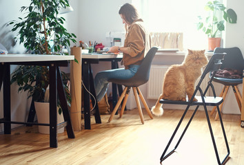 Adorable persian cat is sitting on the chair while his mistress is working at the desc.