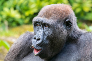 Obraz premium A young gorilla portrait in natural habitat