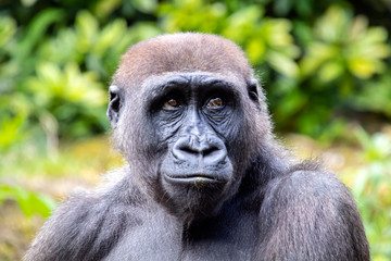 A young gorilla portrait in natural habitat