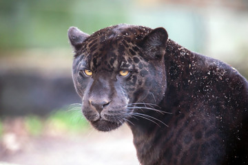 A young black jaguar portrait