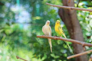 two bright wavy parrots in the wild on a green background
