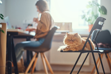 Adorable persian cat is chilling on the chair while his mistress is working at the desc.