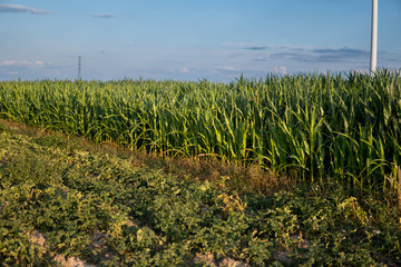 corn field