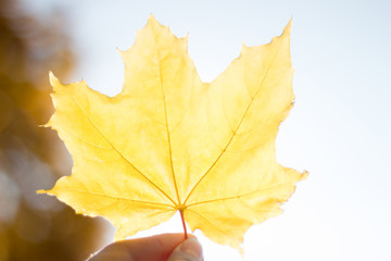 yellow maple leaf flooded with light in hand