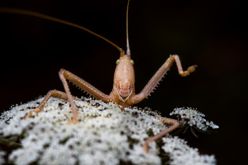 praying mantis on a black background
