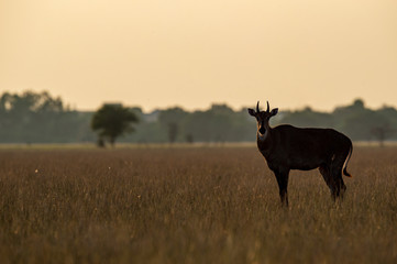 Fototapeta na wymiar Sunset with Animal. Largest Asian antelope nilgai or blue bull or Boselaphus tragocamelus at tal chhapar sanctuary, churu rajasthan, india